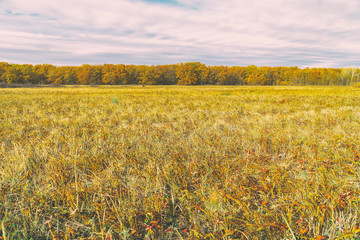 Obraz premium Autumn Yellow orange autumn forest in front of meadow with dry grass