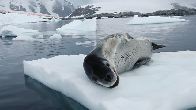 leopard seal with open mouth resting on iceberg in Antarctica, nature wildlife