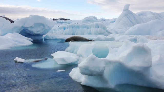 lazy seal on iceberg in Antarctica, wildlife and nature