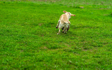 Labrador dog runs on the green grass and plays with the ball