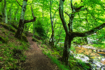 River in green forest. Rhodope mountain, Bulgaria near Devin city.