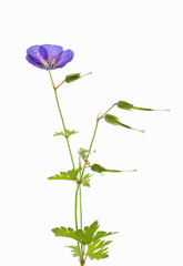 fiore blu di geranio  isolato