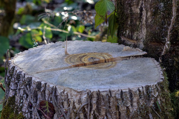 Obraz premium Sawn wood in the forest for timber for raw materials .