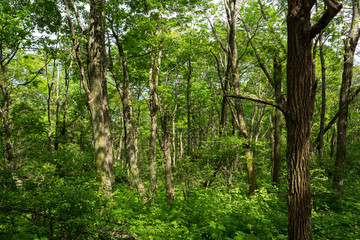 Trees and lush green foliage in a US national park