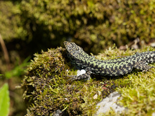  (Podarcis muralis) Lézard des murailles aux écailles mouchetées de gris verdâtre et noir  