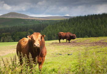 Fototapeta na wymiar Bulls in a field on a cattle farm in the Scottish Highlands