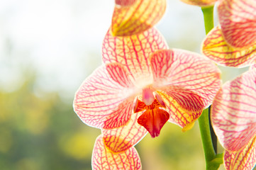 How take care orchid plants indoors. Most commonly grown house plants. Orchids gorgeous blossom close up. Orchid flower pink and yellow bloom. Phalaenopsis orchid. Botany concept. Orchid growing tips