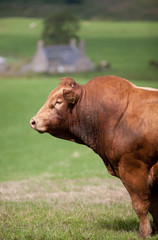 Bull in the Scottish Highlands