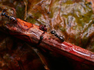 Black Ants In France Forest