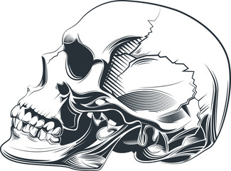 human skull drawing pattern horror
