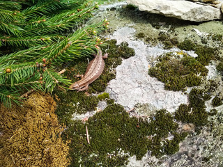 Little lizard is sitting on a stone under the sun
