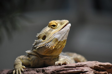 Bartagame