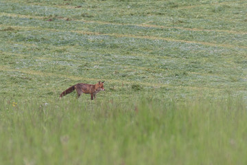 Yellow fox hunting on a meadow