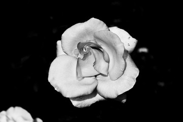 white rose on black