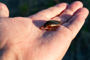 One predatory diving beetle (Dytiscidae) in entomologis hand, closeup. Man holds a live insect in the palm of his hand.