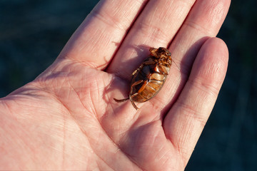 One predatory diving beetle (Dytiscidae) in entomologis hand, closeup. Man holds a live insect in the palm of his hand.