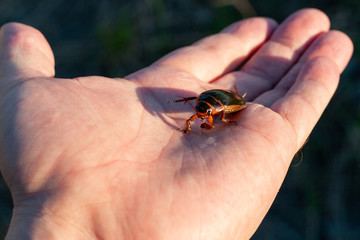 One predatory diving beetle (Dytiscidae) in entomologis hand, closeup. Man holds a live insect in the palm of his hand.