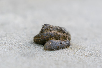 Fototapeta na wymiar Dog feces on a concrete sidewalk, NYC, USA, closeup