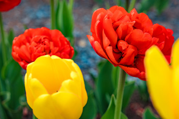 Red and yellow tulips bloom in the garden. Flower background