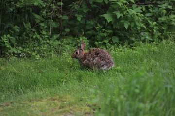 Eastern Cottontail (Sylvilagus Floridanus) Rabbit in the Wild