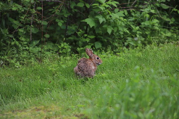 Eastern Cottontail (Sylvilagus Floridanus) Rabbit in the Wild