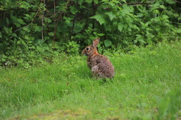 Eastern Cottontail (Sylvilagus Floridanus) Rabbit in the Wild