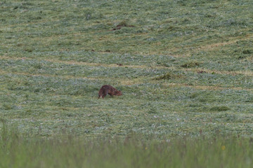 Red fox hunting in a meadow 