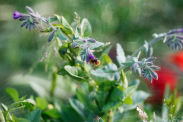 primavera di fiori e colori