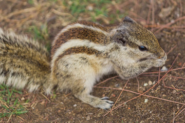 Close up of Small Squirrel Looking For Food On The Ground
