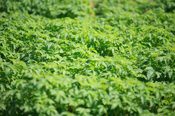 Field of Potato Plants shallow depth of field