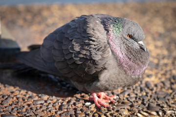 A puffed-up rock pidgeon trying to keep warm on a cold early spring day
