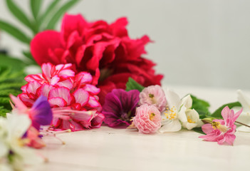 Pfingstrose mit bunten Blüten
