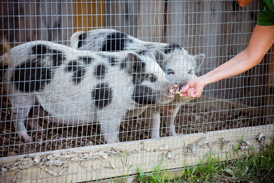 "Spotted Pig" Images – Browse 34 Stock Photos, Vectors, and Video ...