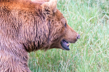 brown bear