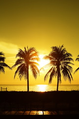 The sun is rising and the golden yellow sky and coconut trees at the beach by the sea in the early morning
