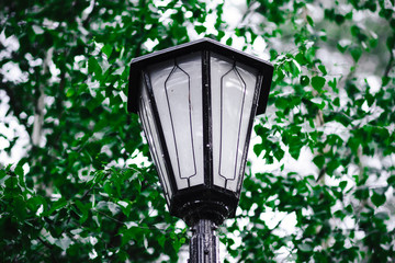 Old cast iron retro lantern in the forest spring Park