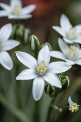 lily of the valley