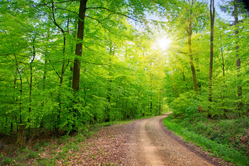 Światło słoneczne w zielonym wiosennym lesie - obrazy, fototapety, plakaty