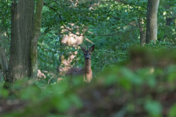 Deer in the forest.Deer in the forest looking into the camera
