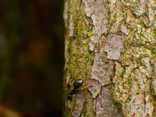 Black Ants In France Forest