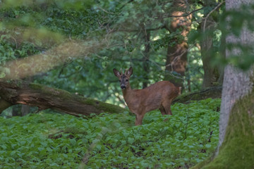 Deer in the forest.Deer in the forest looking into the camera