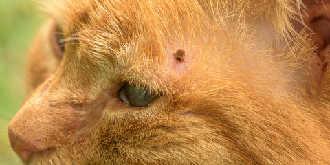 Tick feeding on cat, close up