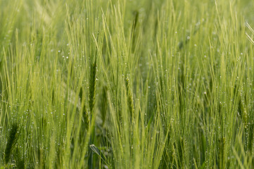 Field of rye or wheat and blue sky, beautiful countryside meadow, summer wallpaper