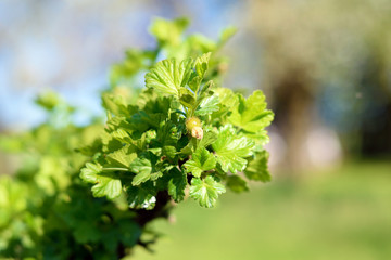Gooseberry flower blossom detail, spring garden deatil