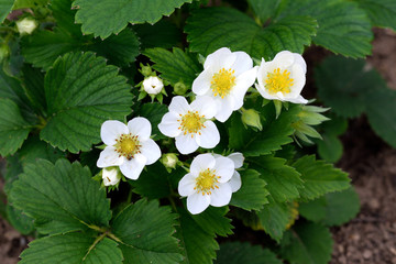 Closeup photo of strawberry plant