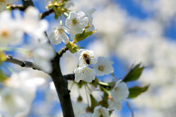 Fototapeta premium White cherry blossom, bee