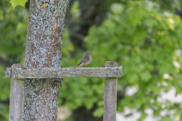 Little bird over a tree branch