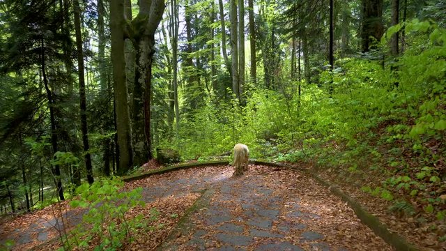 Dog of breed Labrador Retriever walking through forest. Steadicam gimbal shot. Brown blonde dog puppy runs in the mountain forest. A big puppy plays with wooden stick. Bring the wooden stick back. 
