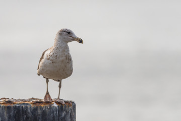 seagull on the bollard on the left third