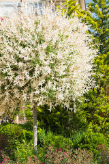 Round white tree in a garden at the house. Spring blossoming